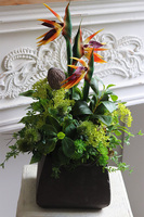 egzotyczna kompozycja w donicy, Strelicja Central Park