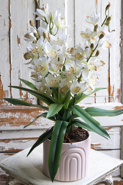 Sweet Pink Moment, storczyk cymbydium w różowej doniczce, wys.63cm