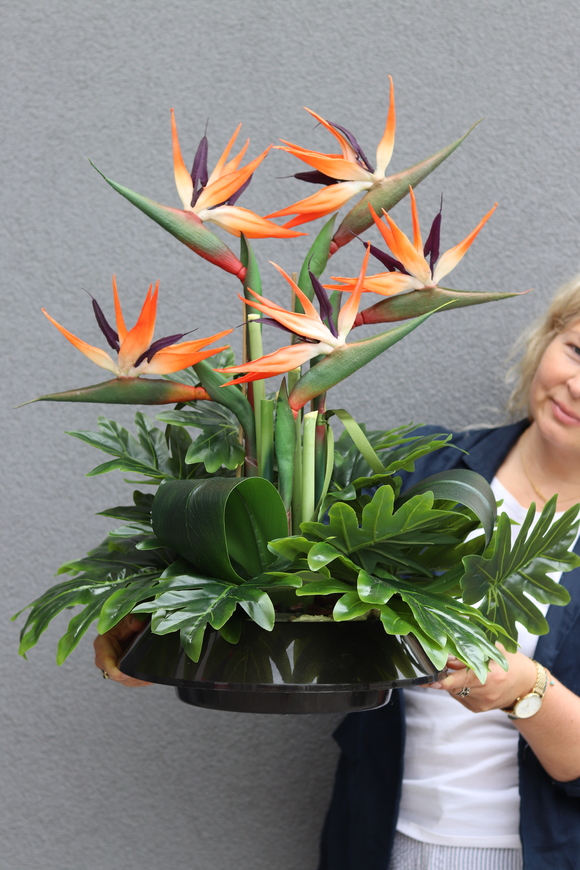 Strelicja Bali, kompozycja w czarnej donicy