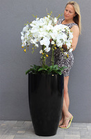 duży storczyk Black Fiberglass Grande w czarnej donicy, wys.145cm