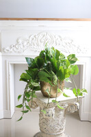 Epipremnum Gold Hilton, kwiat sztuczny w donicy