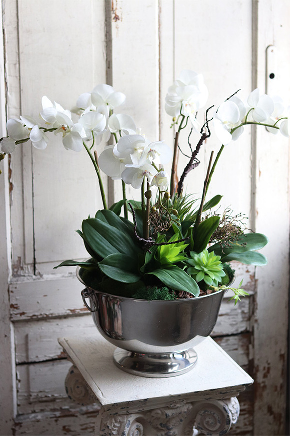 elegancki storczyk w coolerze z sukulentami, Monterosa, wys.65cm