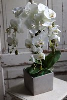 biały storczyk w betonowej donicy, Simple Modern, wys.61cm