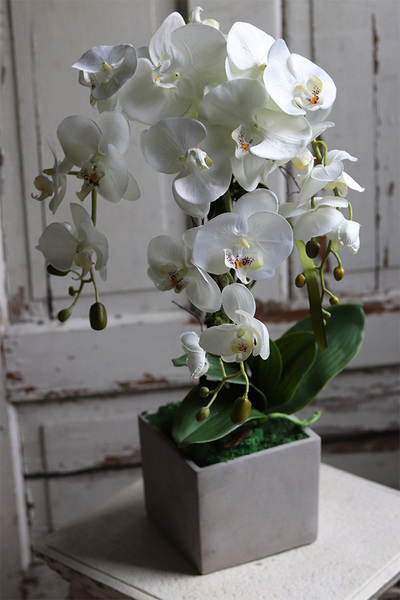 biały storczyk w betonowej donicy, Simple Modern, wys.61cm