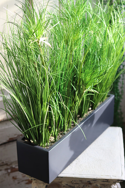 Getrona Papirus, kompozycja trawy w donicy klienta, wys.57cm 