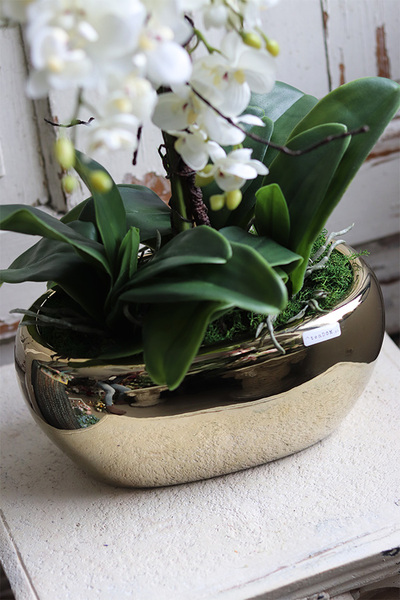 ekskluzywny storczyk Luizjana 2 w złotej donicy, wys.54cm 