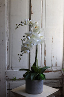 Bedrato, storczyk z sukulentami w srebrnej donicy, wys.72cm