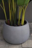 Bananowiec Concrete Bowl 3, sztuczna roślina w donicy