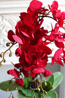 Walentynkowy, czerwony storczyk na dzień zakochanych