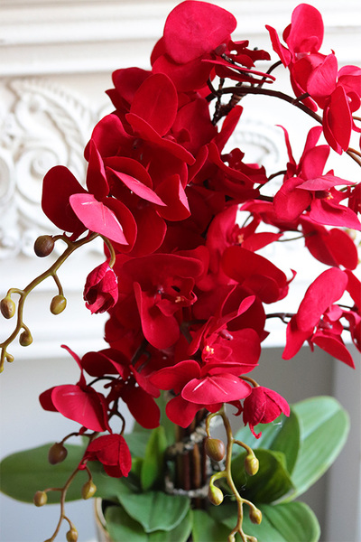 Walentynkowy, czerwony storczyk na dzień zakochanych