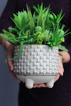 Ivano, kompozycja sukulenty w naczyniu, wys.29cm