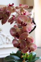 Leddia Granada, gumowy storczyk