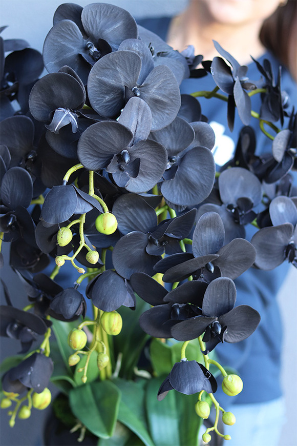 Black Glamour Piano, czarny storczyk w misie