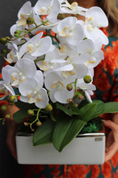 Banerra Kapitol Mini, sztuczny storczyk w biało-srebrnej donicy