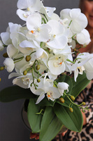 Cecile Jeanne, efektowny storczyk w złotej misie	