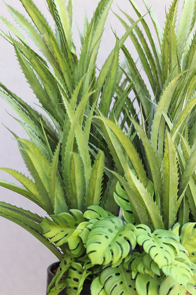 Aloe Monstera sukulenty w czarnej donicy