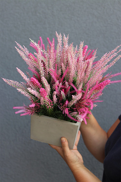 Wrzosy Pink Concrete, kompozycja kwiatowa w betonowej donicy, wys.43cm