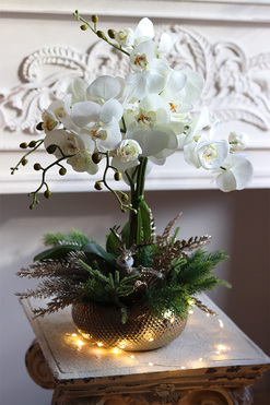 elegancki storczyk zimowy, Premium Gold, wys.52cm