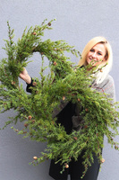 wianek świąteczny modrzewia Big Saute