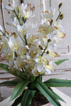 Sweet Pink Moment, storczyk cymbydium w różowej doniczce, wys.63cm