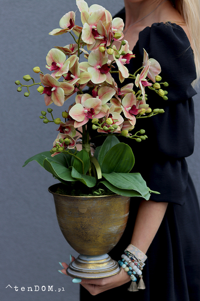 Cherie Vintage Gedristo, gumowy storczyk w złotym pucharze