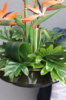 Strelicja Bali, kompozycja w czarnej donicy