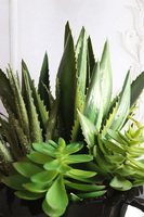 Dekolina Green Krefia, sukulenty w czarnej donicy