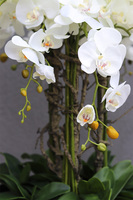 duży storczyk Black Fiberglass Grande w czarnej donicy, wys.145cm