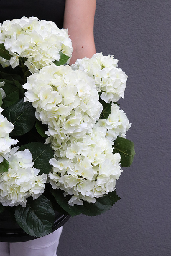 Białe Hortensje, kompozycja nagrobna w misie