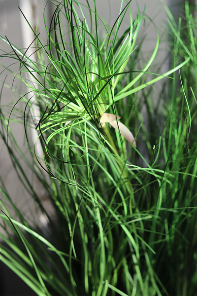 Getrona Papirus, kompozycja trawy w donicy klienta, wys.57cm 