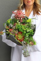 Suculentas Garden Volcan, sukulenty w nowoczesnej donicy