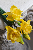 bukiet silikonowych wiosennych żonkili