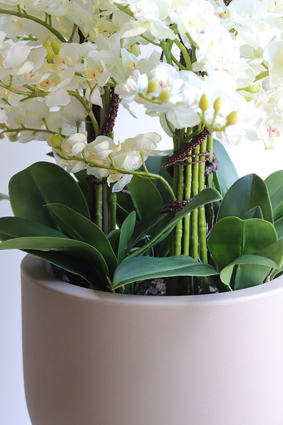 Clepsidre, duży storczyk w pucharze