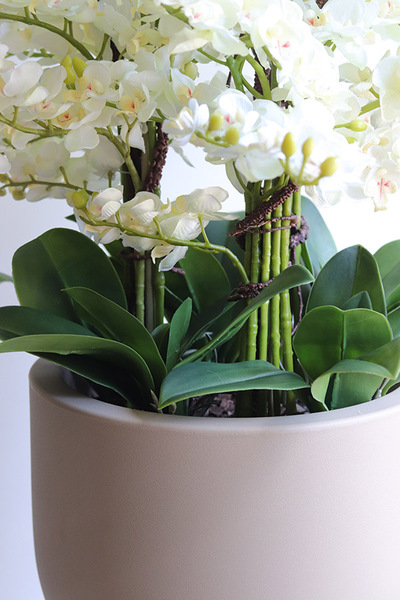 Clepsidre, duży storczyk w pucharze