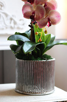 Leddia Granada, gumowy storczyk