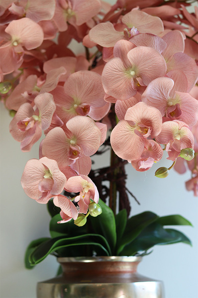 Veneziana Exclusive Villa, storczyk w pucharze