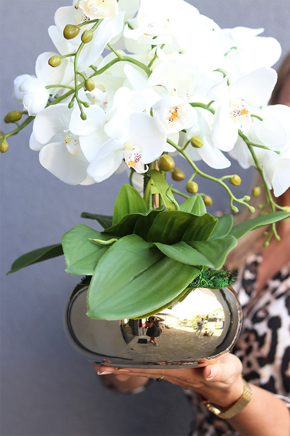 Cecile Jeanne, efektowny storczyk w złotej misie	