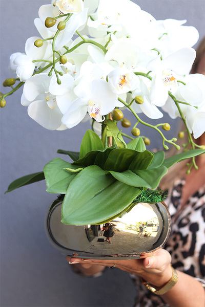 Cecile Jeanne, efektowny storczyk w złotej misie	