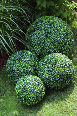 kula bukszpan, Alli, śr.50cm 