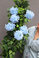 Blue Provance, dekoracyjna girlanda z hortensją na wejście