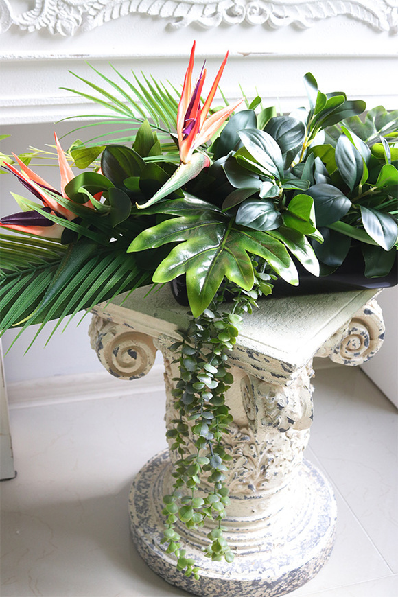 Strelicja Kerania, podłużna kompozycja w donicy