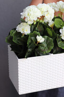 Summer Balcony, białe pelargonie w skrzynce balkonowej