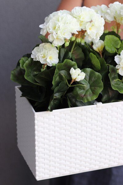 Summer Balcony, białe pelargonie w skrzynce balkonowej