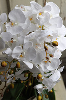 Laos Whitie Extra, storczyk w lustrzanej donicy, wys.53cm