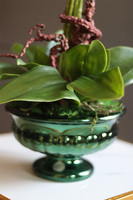 Greendeco Carrington Small, sztuczny storczyk w zielonym pucharze