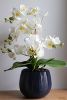 Blue Greena Mini, storczyk w złoto-czarnej donicy