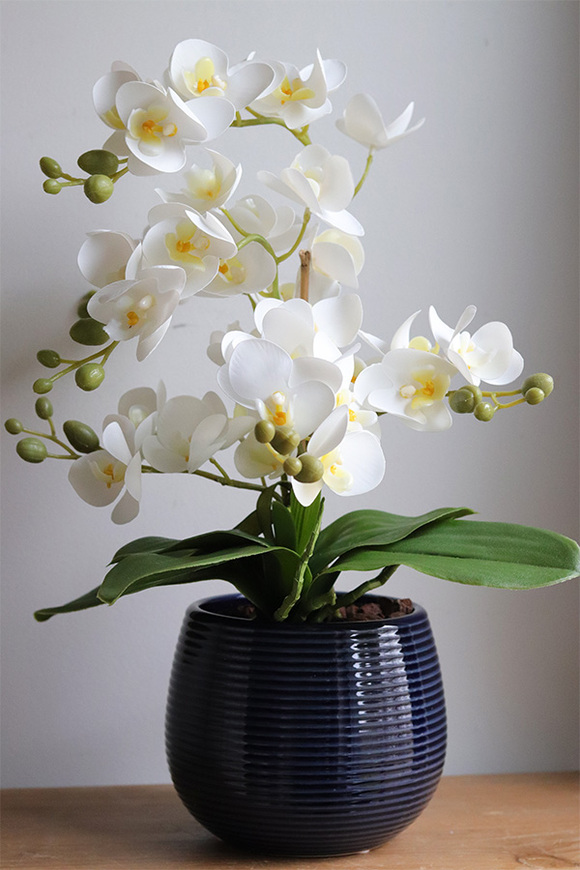 Blue Greena Mini, storczyk w złoto-czarnej donicy