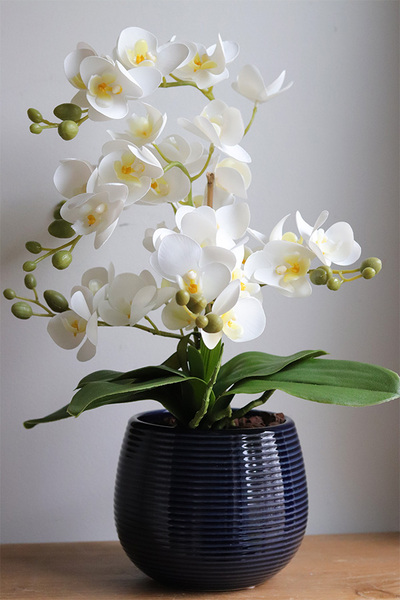 Blue Greena Mini, storczyk w złoto-czarnej donicy