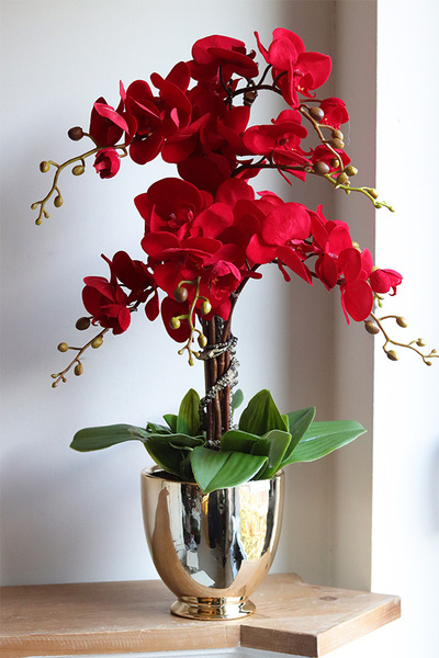 Walentynkowy, czerwony storczyk na dzień zakochanych