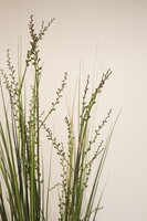 Rinna, sztuczna trawa kwitnąca z pąkami, wys.150cm